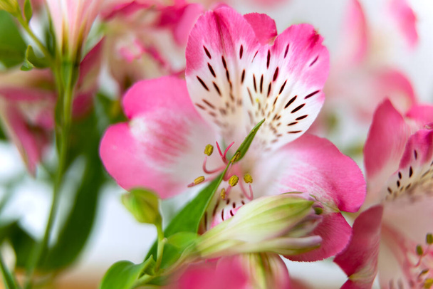 花の背景。満開のアルストレーメリアの花の花束。アルストレーメリアのピンクの花 - 写真・画像