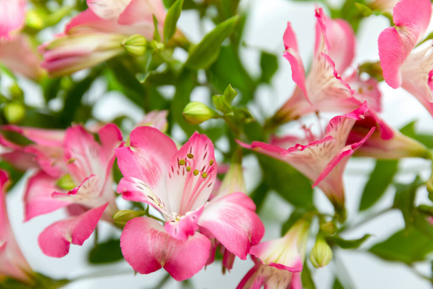 Kukkatausta. Kimppu Alstroemeria kukkia täydessä kukassa. Alstroemerian vaaleanpunaiset kukat - Valokuva, kuva