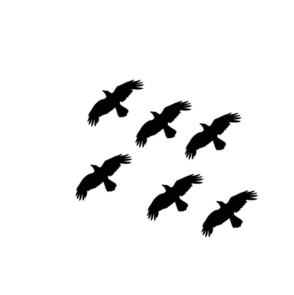 silueta vectorial del cuervo vuela
 - Vector, imagen
