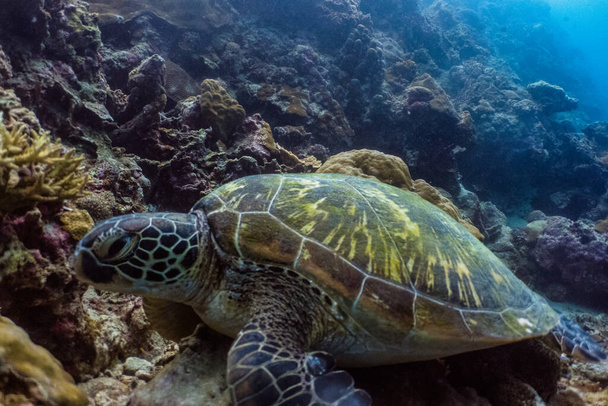Πράσινη θαλάσσια χελώνα (Chelonia mydas) που αναπαύεται στα κοράλλια. - Φωτογραφία, εικόνα