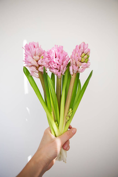 A mão da mulher segura flores de primavera em um fundo branco. Buquê fresco com jacintos rosa. Primavera, dia ensolarado, sombra da janela. Espaço de cópia para texto
. - Foto, Imagem