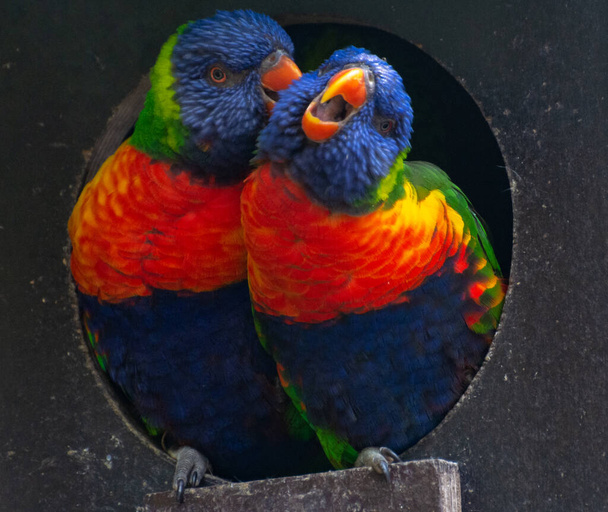 Two Blue mountain lorikeets sitting in nest, close up - Photo, Image