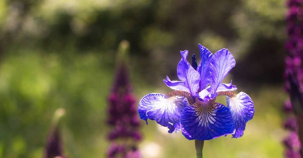 Iris versicolor est un drapeau végétal vivace herbacé fleuri bleu sur un fond vert flou - Photo, image