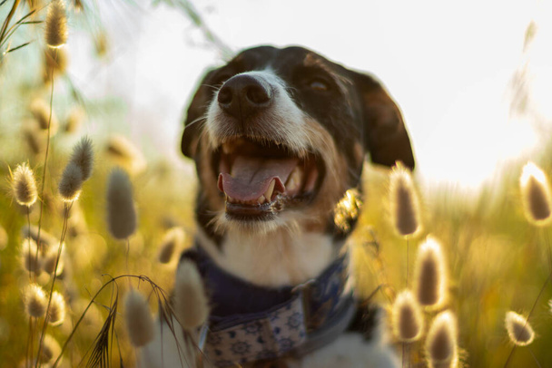 cane posa sciolto con spighe di grano e bella illuminazione - Foto, immagini