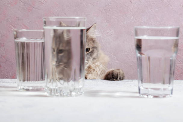 Μια χνουδωτή γκρι γάτα κοιτά μέσα από ένα ποτήρι. παραμορφωμένο νερό, παραμόρφωση, παραμόρφωση. - Φωτογραφία, εικόνα