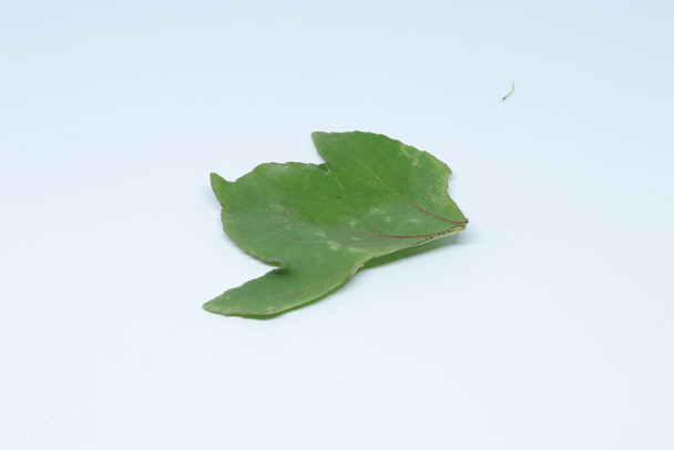 Rozelle Blätter isoliert auf weißem Hintergrund - Foto, Bild