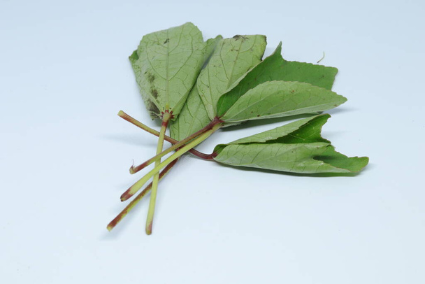 Rozelle foglie isolate su sfondo bianco
 - Foto, immagini