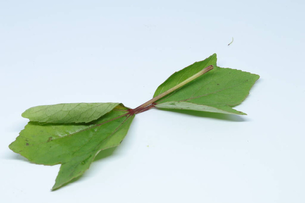Rozelle leaves isolated on white background - Photo, Image