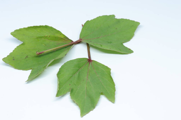 Листья Розелле изолированы на белом фоне
 - Фото, изображение