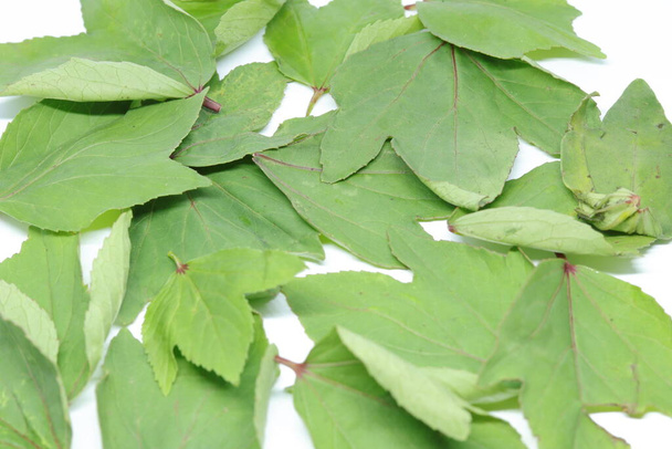 Φύλλα Rozelle απομονωμένα σε λευκό φόντο - Φωτογραφία, εικόνα