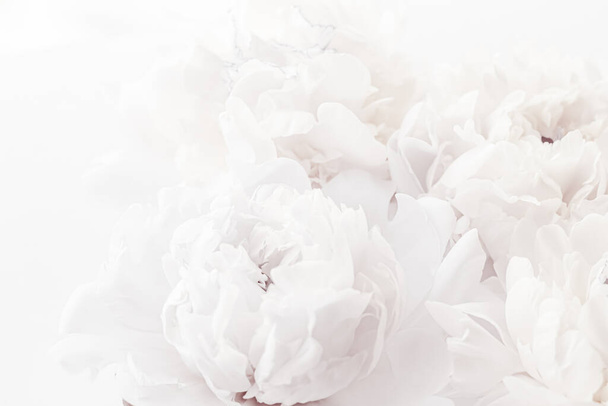 Reine weiße Pfingstrosenblüten als floraler Kunsthintergrund, Hochzeitsdekor und Luxus-Branding - Foto, Bild