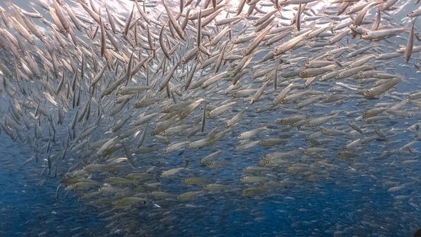 Massive school of sardines in a shallow reef. Sardine shoal or sardine run in Moalboal is a famous tourist destination in the southern town of Cebu, Philippines. - Photo, Image