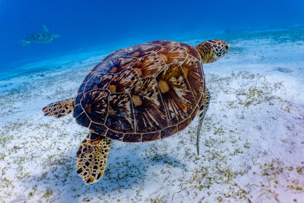 Κοντινό πλάνο μιας πράσινης θαλάσσιας χελώνας που κολυμπάει στον ρηχό ύφαλο. - Φωτογραφία, εικόνα