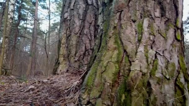 a borús őszi örökzöld erdő tája. Alacsony dőlésszögű csúszómozgás. - Felvétel, videó