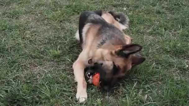 Um pastor alemão jaz na grama em uma clareira e segura uma bola laranja em seus dentes, sua língua pendurada para fora. Um cão brinca com uma bola no parque. Pastor cão mastigar a bola
. - Filmagem, Vídeo