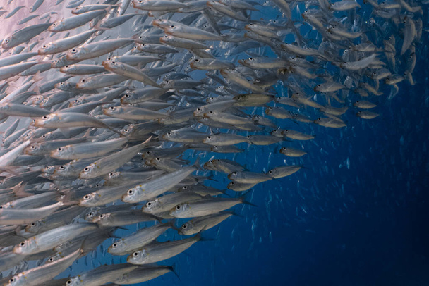 Massive école de sardines dans un récif peu profond. Sardine Shoal ou sardine run à Moalboal est une destination touristique célèbre dans la ville méridionale de Cebu, Philippines. - Photo, image