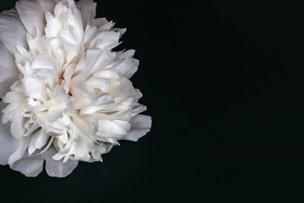 White peony lies on a black surface. - Foto, afbeelding
