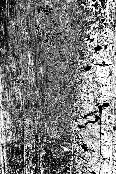 patrón de termitas en madera - Foto, imagen