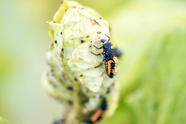 Spikey ladybug larvae hunting for louses on a green plant as useful animal and beneficial organism helps garden lovers protect the plants from pests like louses and bring luck and good fortune - Photo, Image