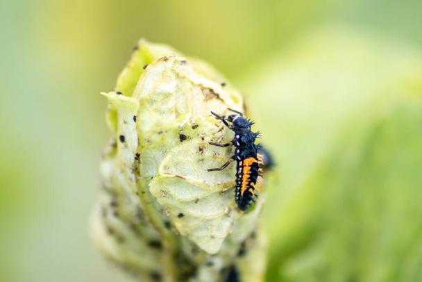 Spikey ladybug larvae hunting for louses on a green plant as useful animal and beneficial organism helps garden lovers protect the plants from pests like louses and bring luck and good fortune - Photo, Image