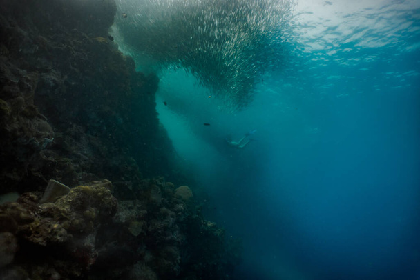 Esnórquel con una enorme escuela de sardinas en un arrecife de coral poco profundo. Moalboal, Cebú, Filipinas
. - Foto, imagen