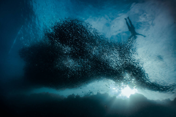 Esnórquel con una enorme escuela de sardinas en un arrecife de coral poco profundo. Moalboal, Cebú, Filipinas
. - Foto, imagen