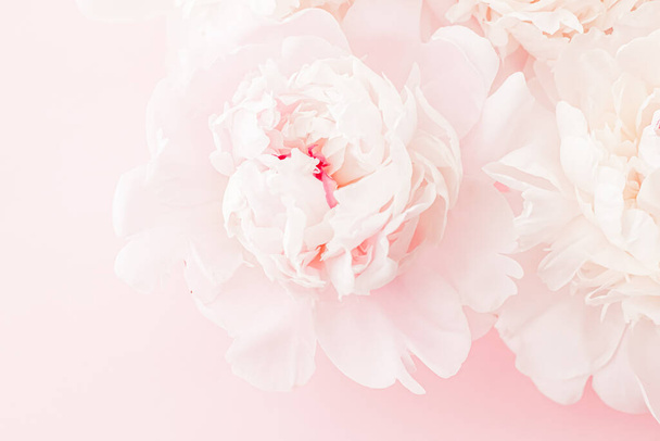 Flores de peônia em flor como arte floral em fundo rosa, flatlay casamento e marca de luxo
 - Foto, Imagem