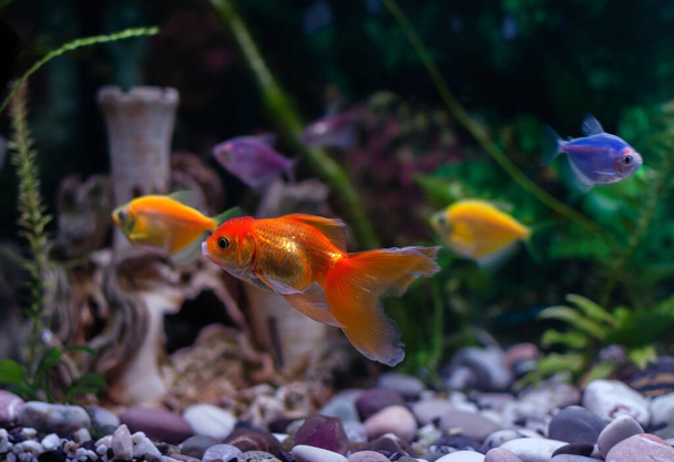 goudvissen zwemmen in een aquarium, aquariumvissen close-up - Foto, afbeelding