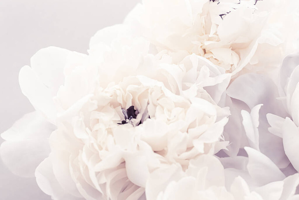 Ανθισμένα λουλούδια παιώνιας ως floral art σε βιολετί φόντο, διακόσμηση γάμου και πολυτελή branding - Φωτογραφία, εικόνα