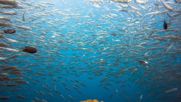 Enorme school sardines in een ondiep rif. Sardine shoal of sardine run in Moalboal is een beroemde toeristische bestemming in de zuidelijke stad Cebu, Filippijnen. - Foto, afbeelding