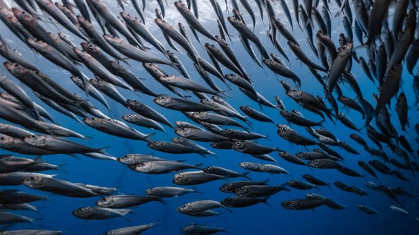 Escola maciça de sardinhas num recife raso. Carne de sardinha ou sardinha em Moalboal é um destino turístico famoso na cidade do sul de Cebu, Filipinas
. - Foto, Imagem