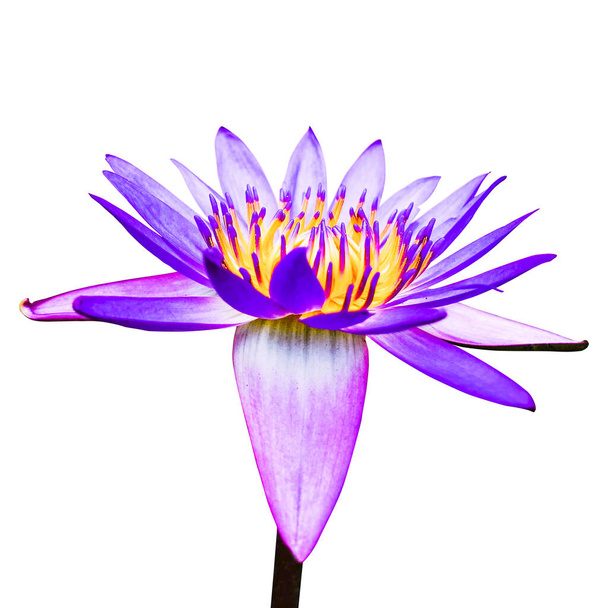 Крупним планом зображення квітів, квіткова концепція
 - Фото, зображення