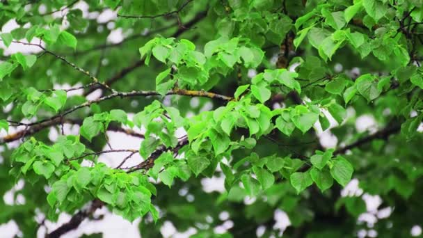 Линденские ветви с яркой весенней листвой под дождем. Капли дождя падают на листья
. - Кадры, видео