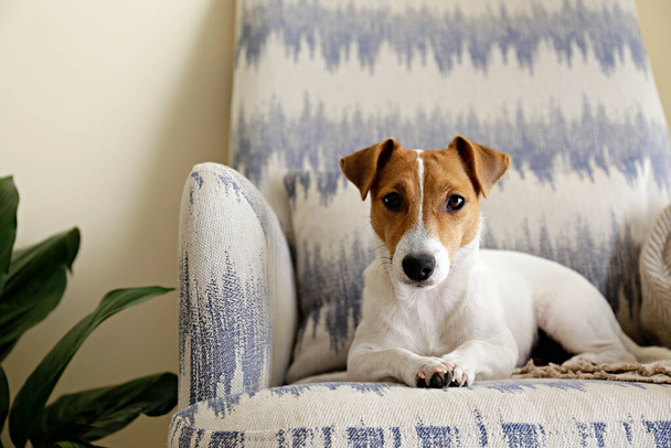 Curious Jack Russell Terrier puppy looking at the camera. Adorable doggy with folded ears lying on the armchair at home with funny look on its face. Close up, copy space, background. - Φωτογραφία, εικόνα
