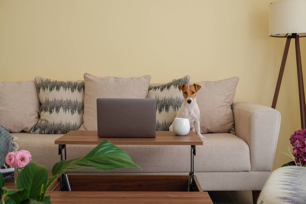 Home office concept. Designated work from home area in living room. Modern laptop and cup of hot beverage on wooden table. Adorable doggy sitting alone on the couch. Close up, copy space, background. - Fotó, kép