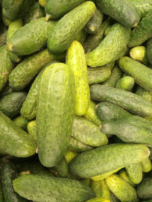 čerstvé zelené okurky na pultu supermarketu - Fotografie, Obrázek