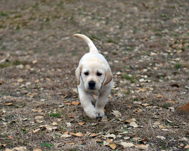 Junge Labrador-Retriever spielen im Yard. Laborwelpen spielen zum ersten Mal draußen. - Foto, Bild