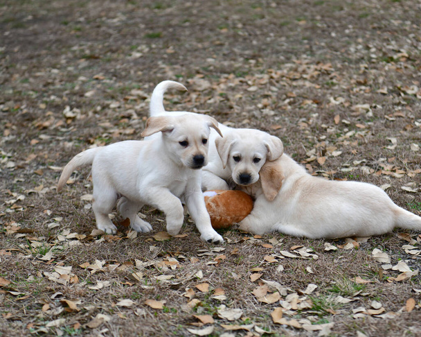 Jonge Labrador retrievers spelen in de Yard. Lab Puppies spelen voor het eerst buiten. - Foto, afbeelding