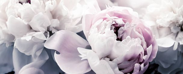 Цветы пастельных пионов как фон для цветочного искусства, ботаническая плоскость и роскошный брендинг
 - Фото, изображение