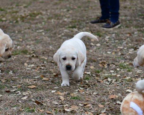 Genç Labrador Retriever 'lar Yard' da oynuyor. Laboratuvar köpekleri ilk kez dışarıda oynuyorlar.. - Fotoğraf, Görsel