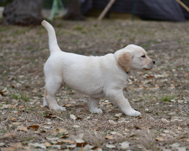 Junge Labrador-Retriever spielen im Yard. Laborwelpen spielen zum ersten Mal draußen. - Foto, Bild
