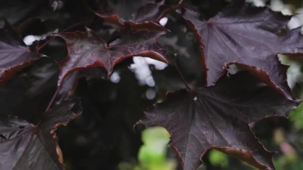 μεγάλα κόκκινα φύλλα acer platanoides ταλαντεύονται στον άνεμο close-up. Κλάδος των φύλλων σφενδάμου στον άνεμο το καλοκαίρι. - Πλάνα, βίντεο