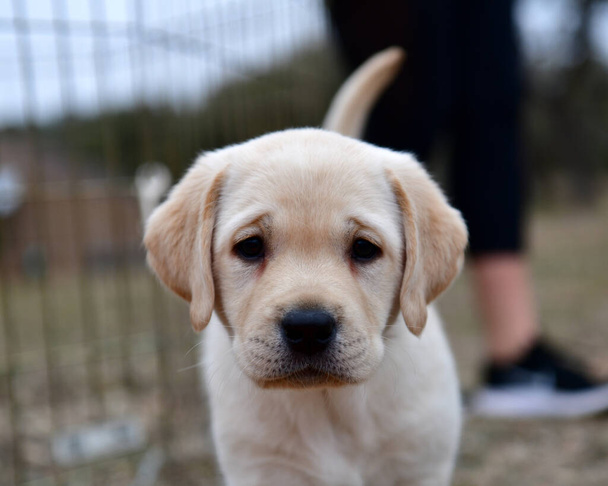 Young Labrador retrievers playing in the Yard. Lab Puppies playing outside for the first time. - Photo, Image