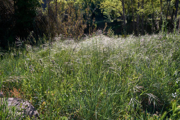 Plain full of vegetation on a sunny day, green, overundant, thick - Fotografie, Obrázek