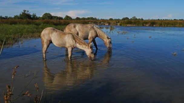 Cavalli bianchi da camargue, Camargue, Francia - Filmati, video