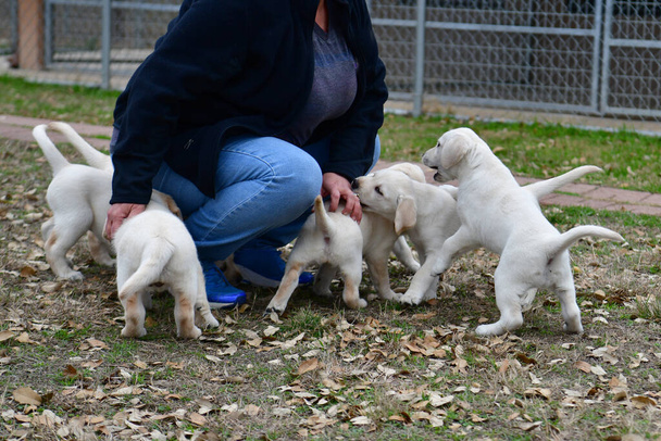 Jonge Labrador retrievers spelen in de Yard. Lab Puppies spelen voor het eerst buiten. - Foto, afbeelding