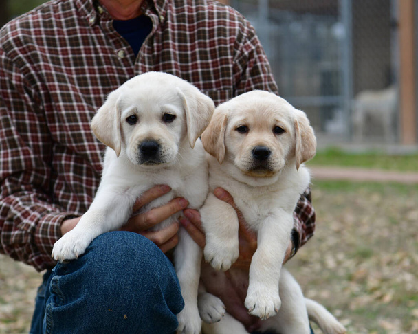 Young Labrador retrievers playing in the Yard. Lab Puppies playing outside for the first time. - Photo, Image