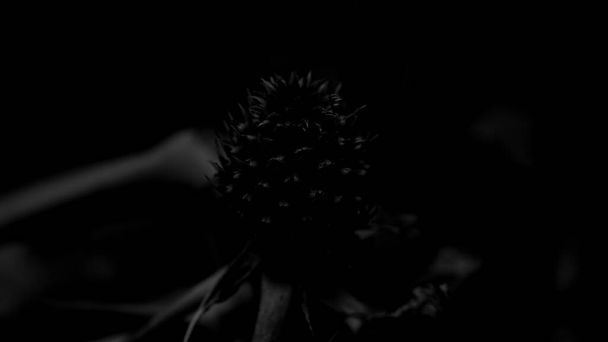 Siyah arkaplan ve beyaz renkli bitkiler - Fotoğraf, Görsel