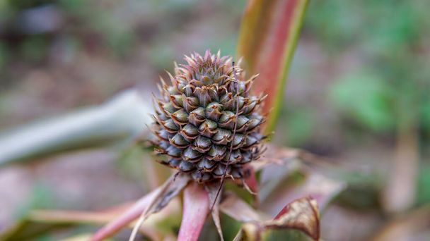 Pine cone like fruit, flower or plant blossoming in the garden - Photo, Image