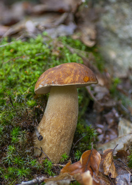 Summer cep mushroom (Boletus reticulatus) growing in the forest.Close up,macro. - Photo, Image